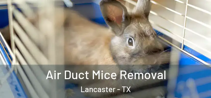  Air Duct Mice Removal Lancaster - TX